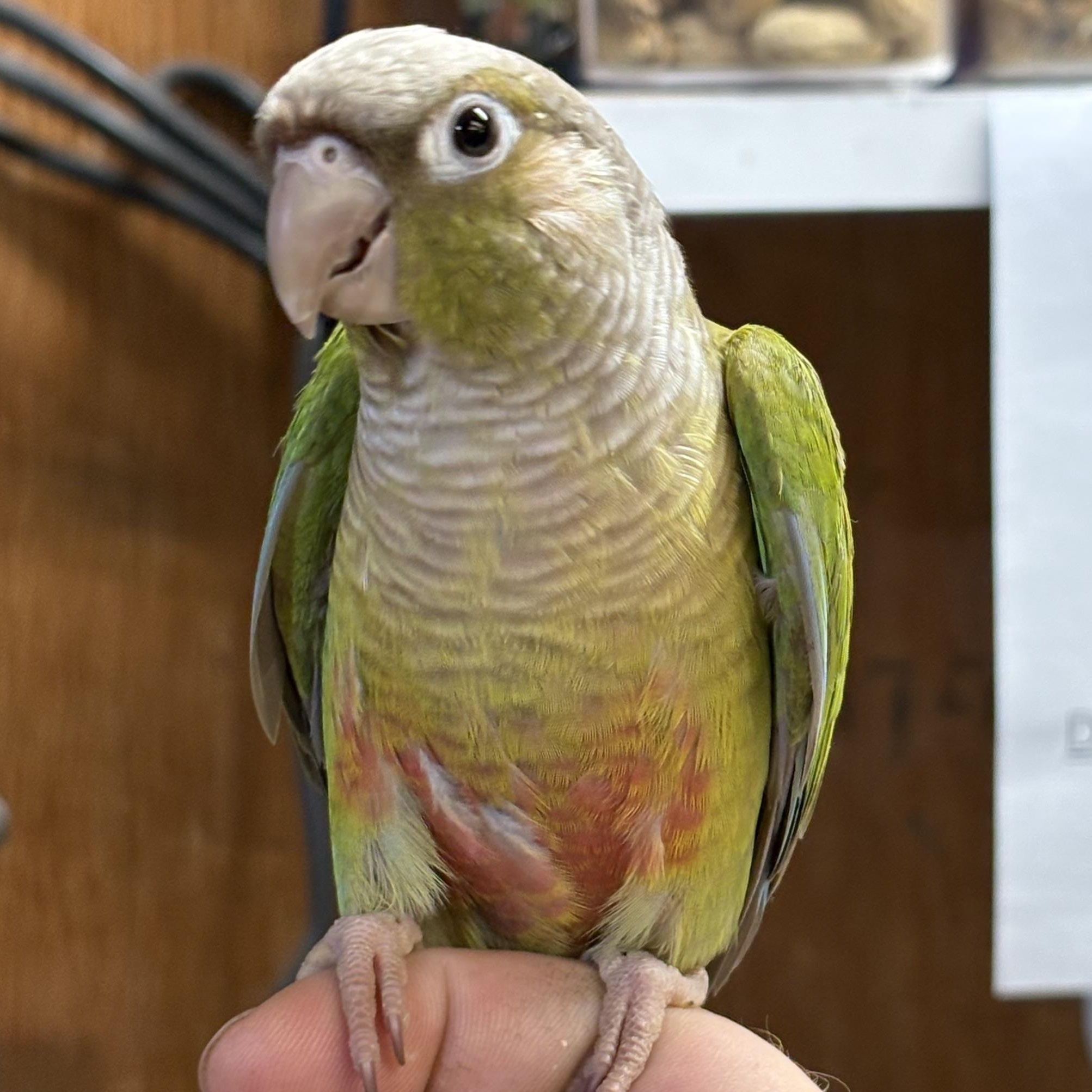 Swoop, Adoptable, Young Unknown Conure.