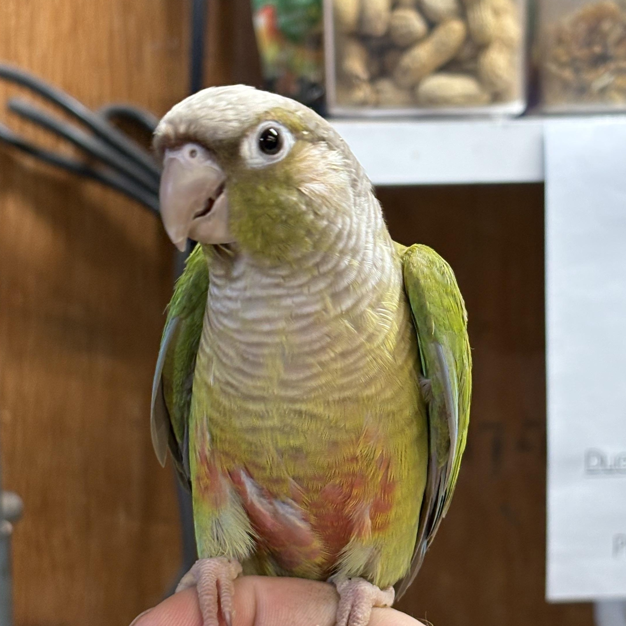 Swoop, a Adoptable Conure in Lenexa, KS image 2/2