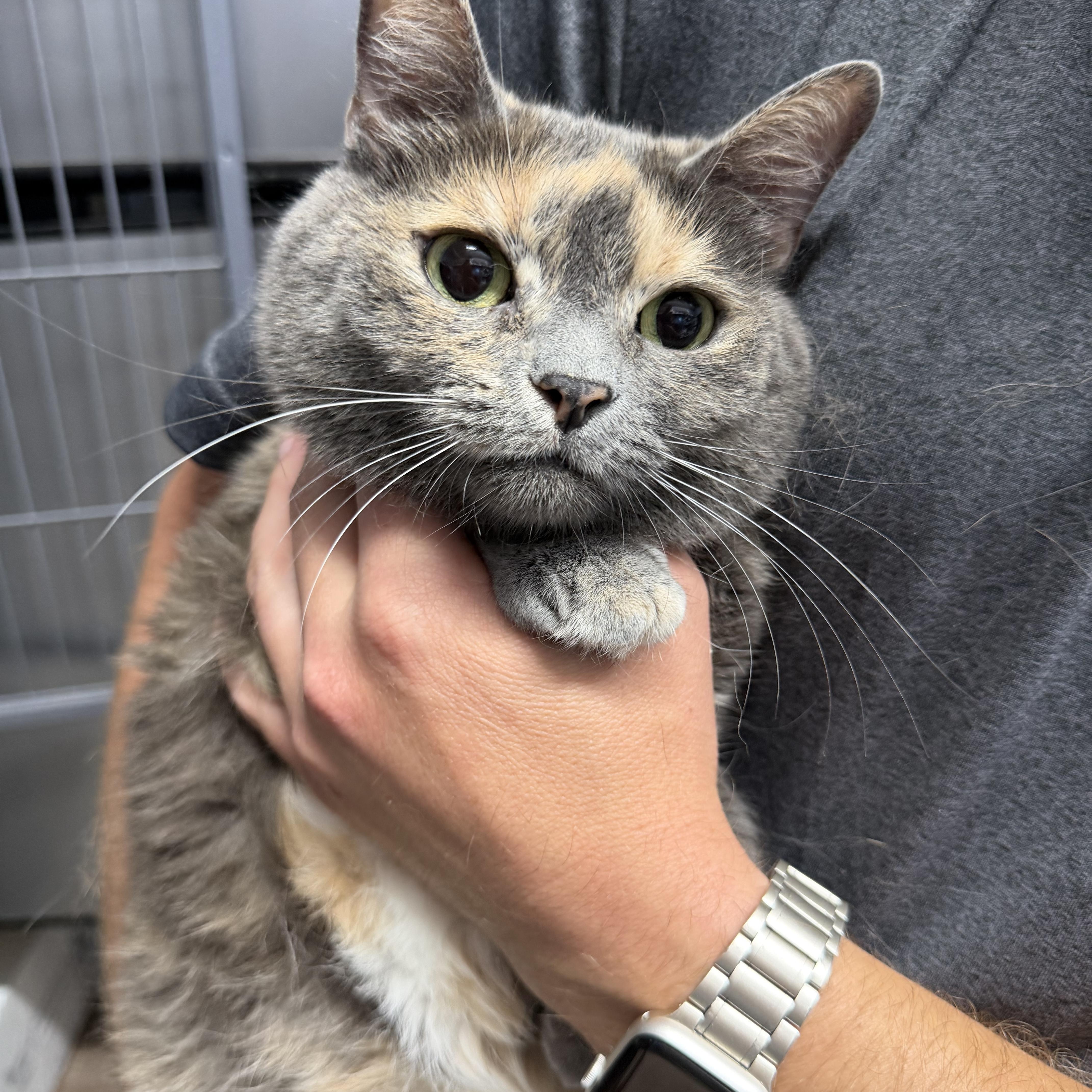 Bella, adopted, Adult Female Domestic Short Hair.