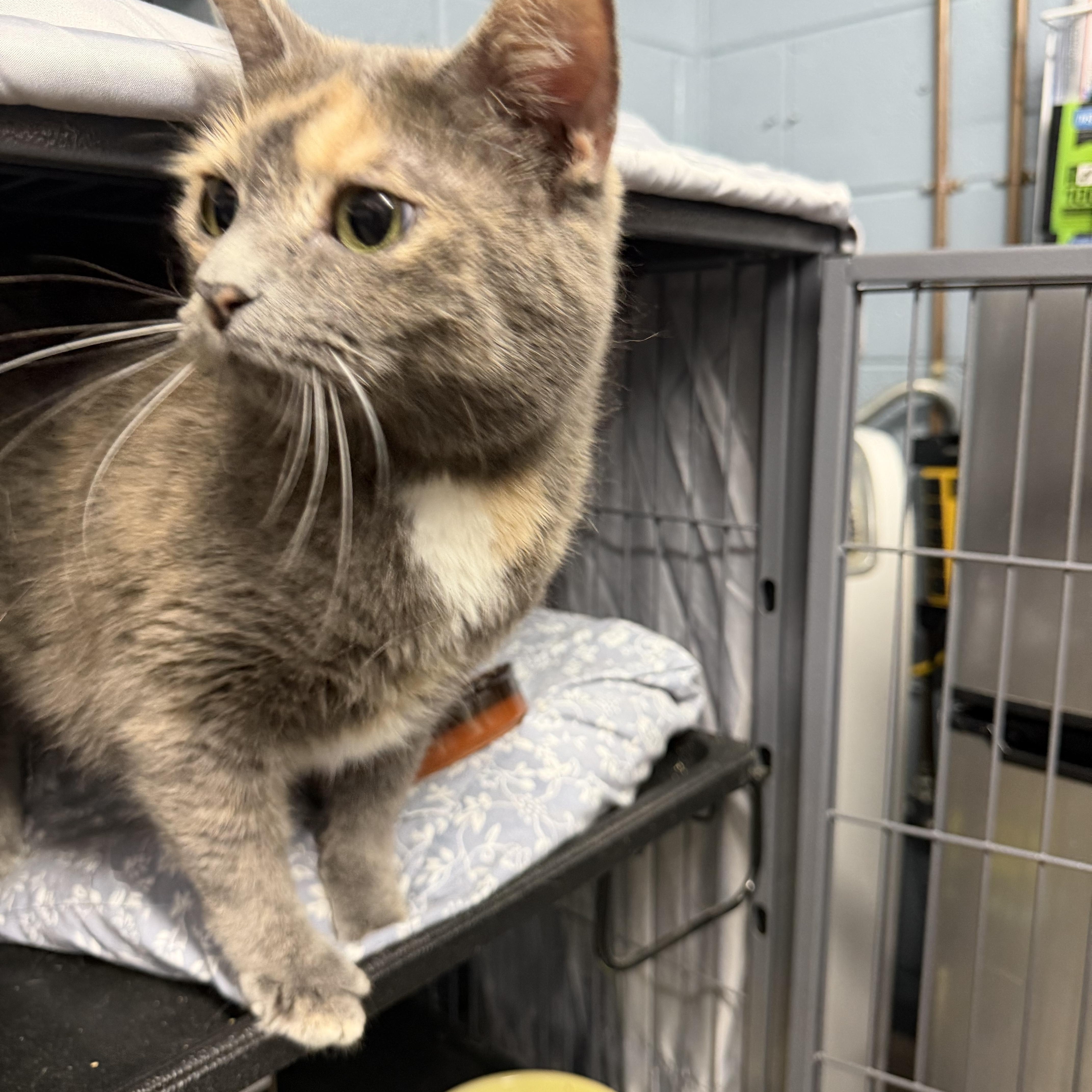 Enlarge Bella, an adopted Domestic Short Hair in Albemarle, NC image 2/3