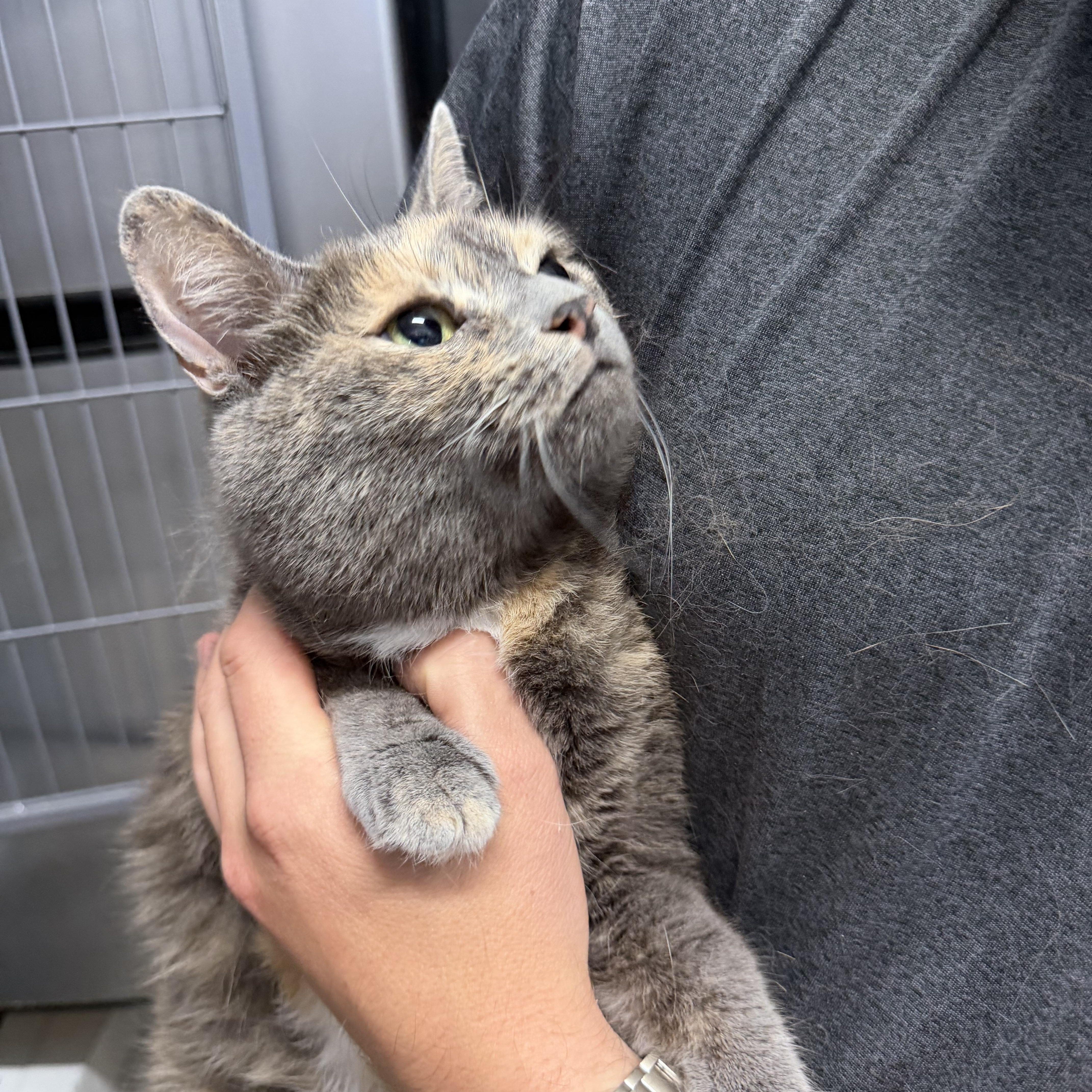 Enlarge Bella, an adopted Domestic Short Hair in Albemarle, NC image 3/3