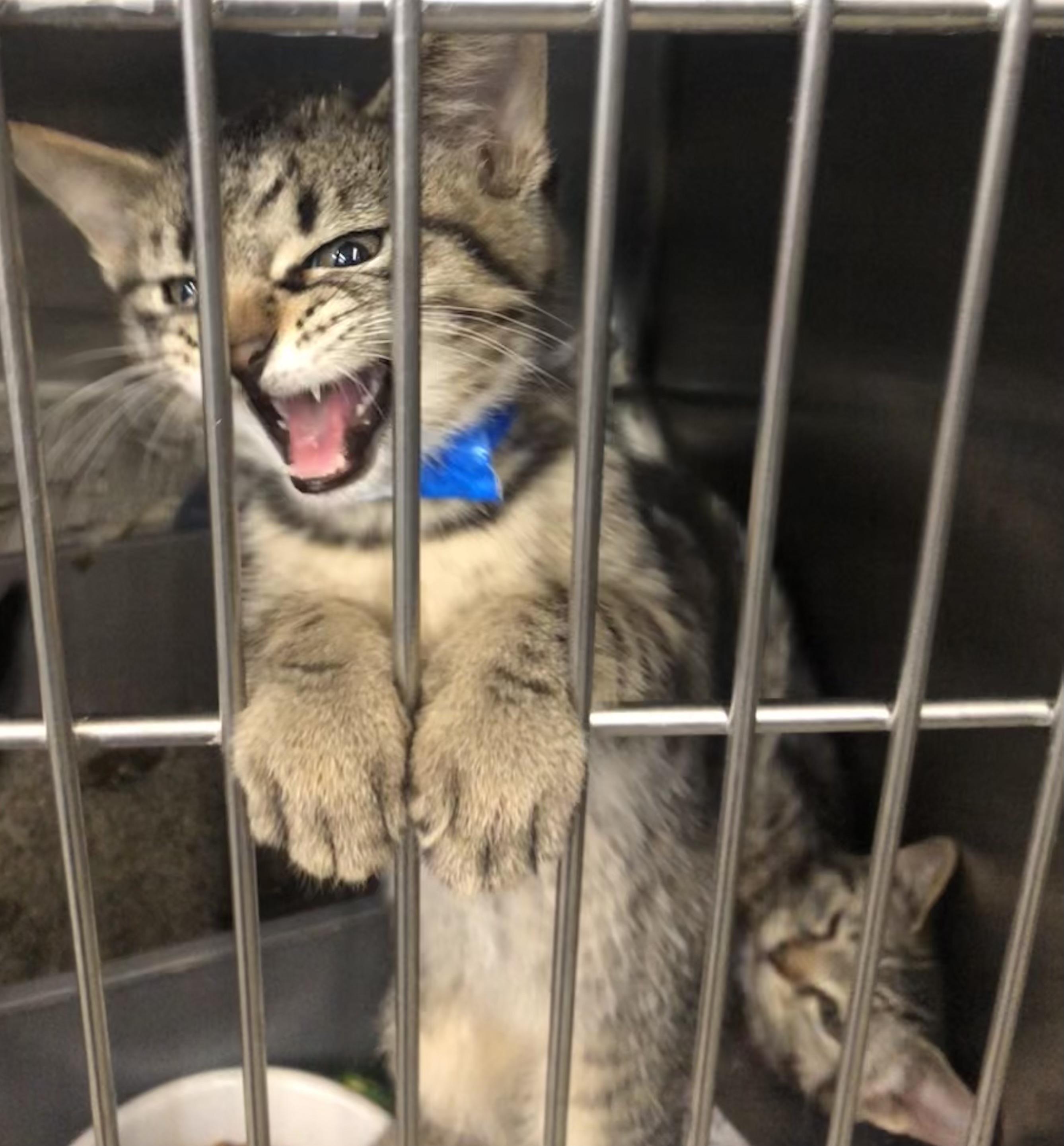 Enlarge Sol, an adopted Domestic Short Hair in Parma, OH image 2/2