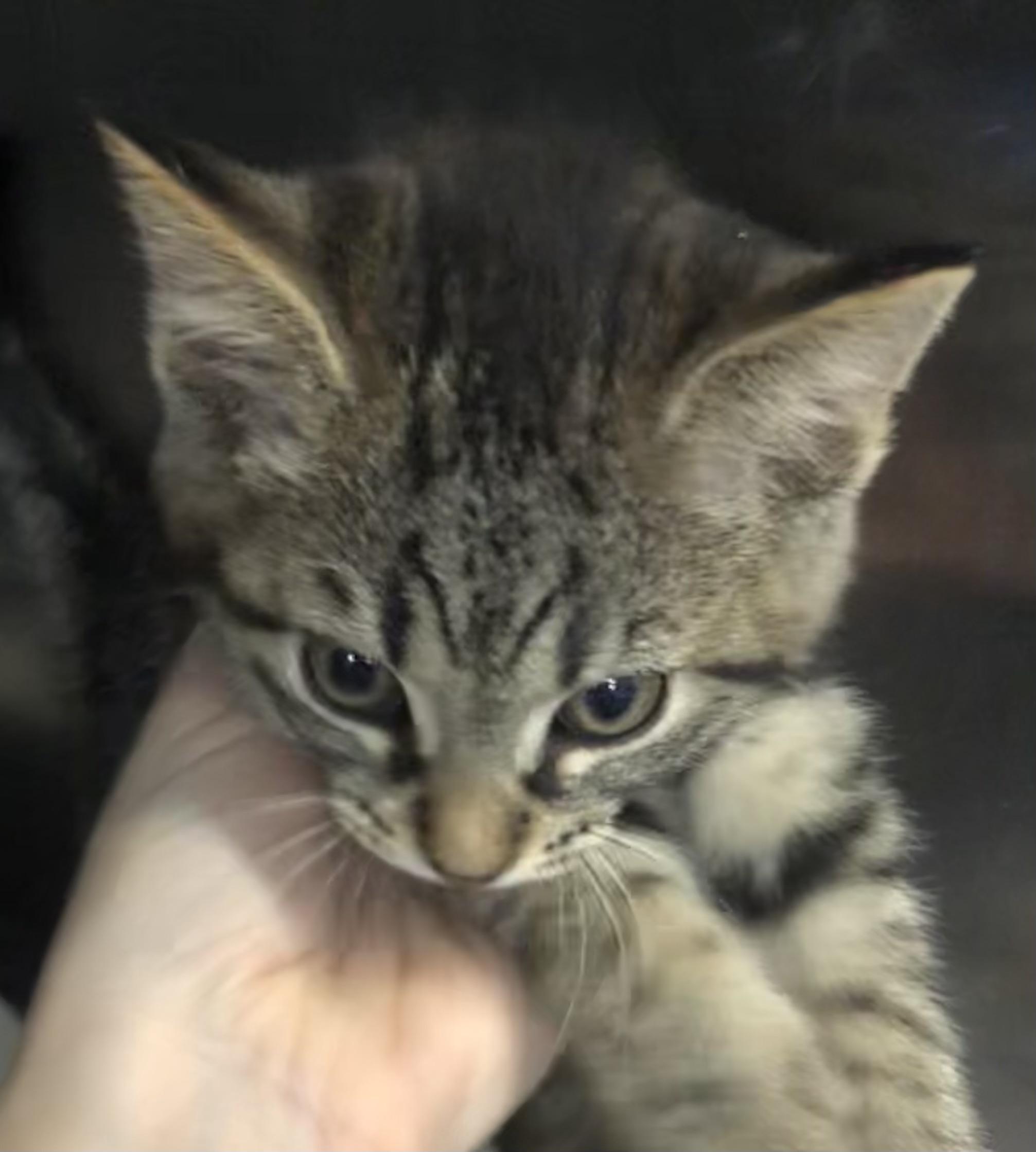 Sol, adopted, Kitten Male Domestic Short Hair.