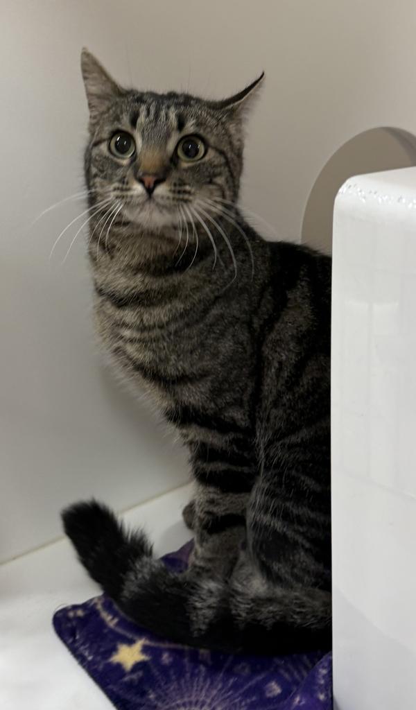 Enlarge Sierra, a Adoptable mixed breed in Great Falls, MT image 1/1