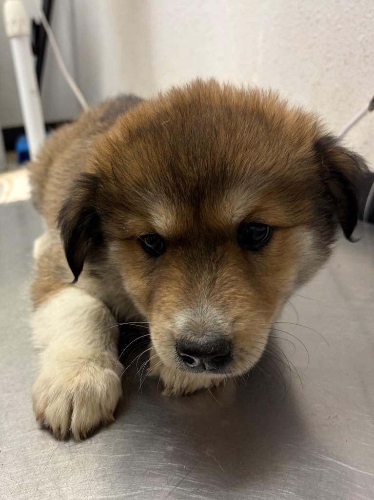Cloud, Adoptable, Puppy Female Siberian Husky & Shepherd.