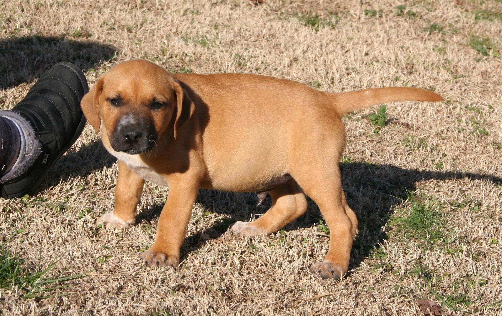 PUPPY CHUNKY MONKEY RALSTON, Adopted, Puppy Male Labrador Retriever.