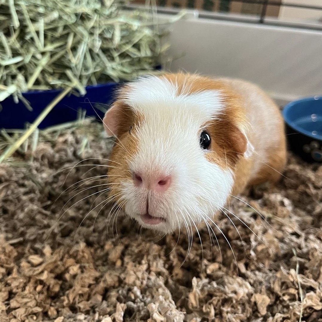 Rusty (paired with Gordo), Adopted, Adult Male Short-Haired.