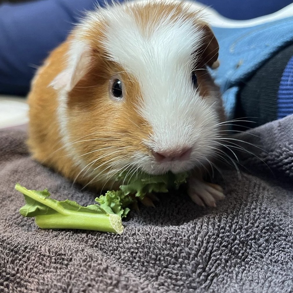 Rusty (paired with Gordo), a Adopted Short-Haired in Hendersonville, NC image 2/4