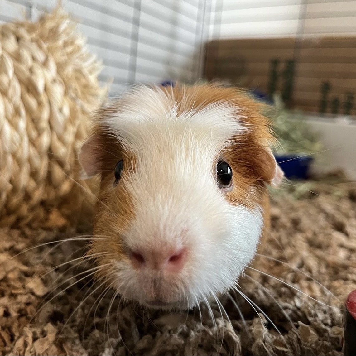 Rusty (paired with Gordo), a Adopted Short-Haired in Hendersonville, NC image 4/4