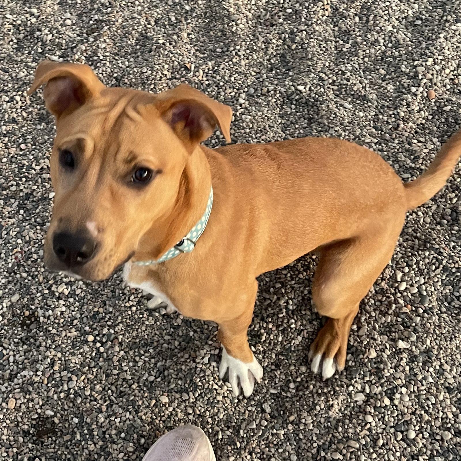 Ray, Adoptable, Adult Male Pit Bull Terrier.