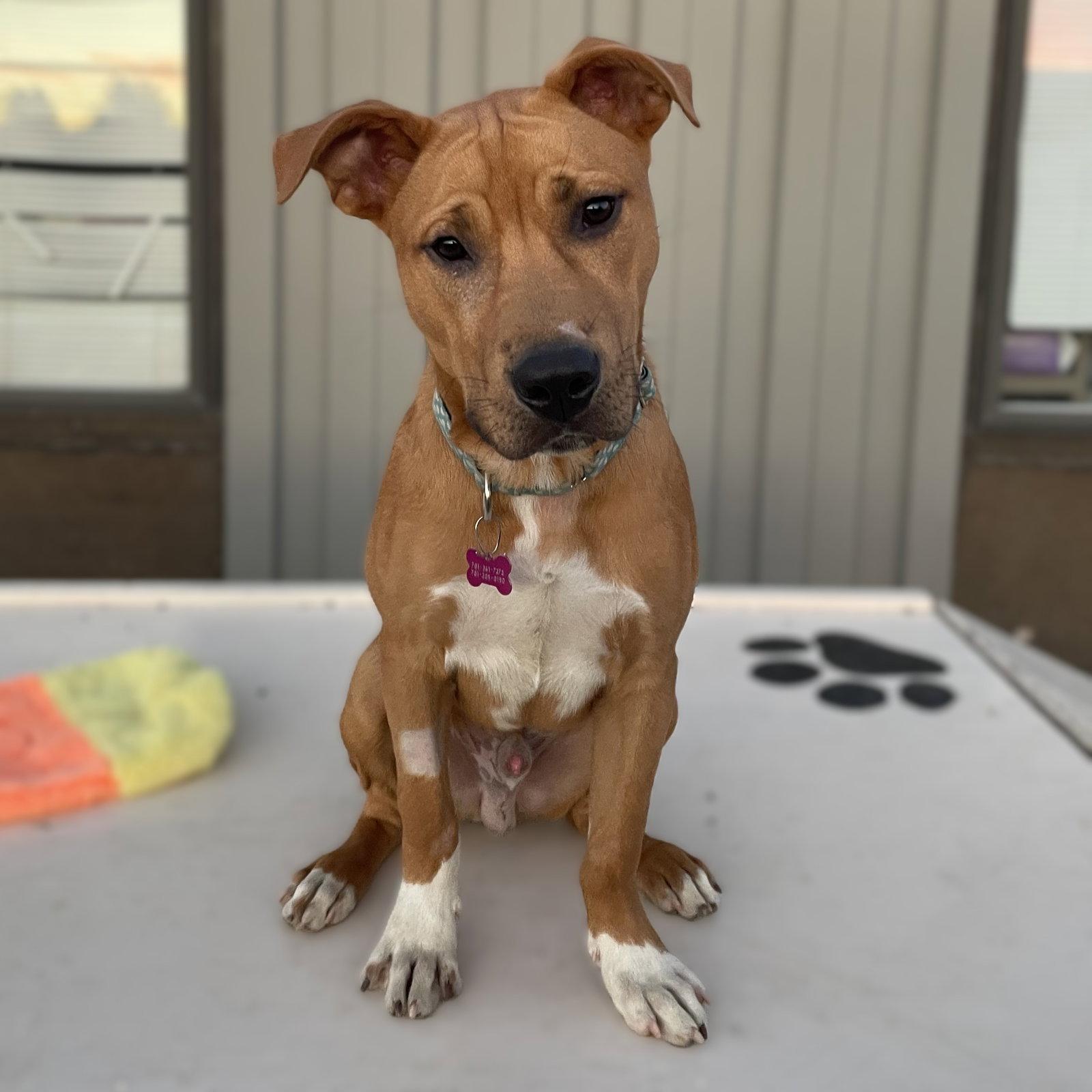 Enlarge Ray, a Adoptable Pit Bull Terrier in Fargo, ND image 2/3