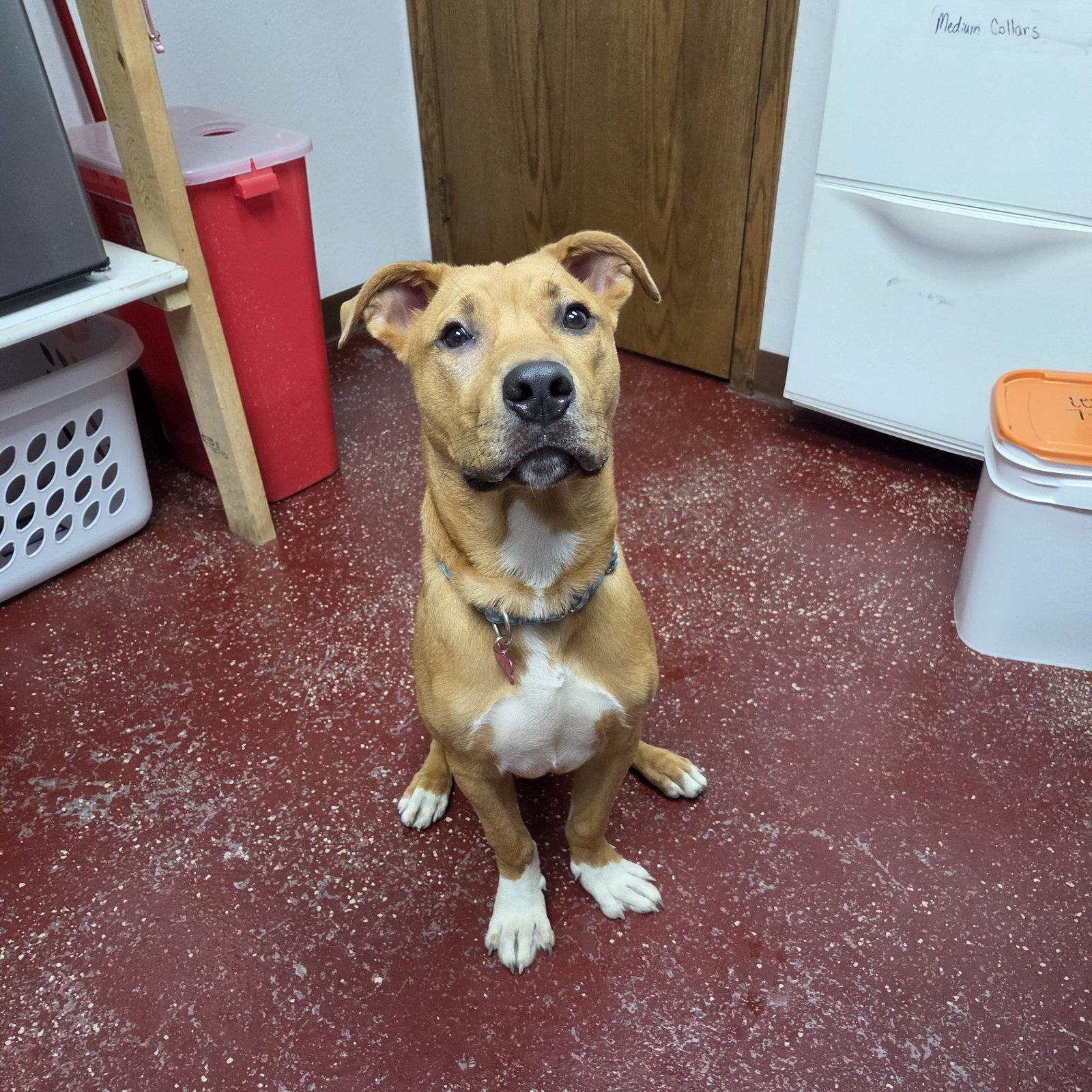 Enlarge Ray, a Adoptable Pit Bull Terrier in Fargo, ND image 3/3