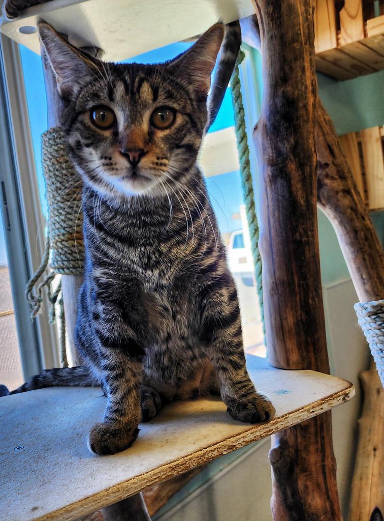 MARVIN, Adopted, Adult Male Domestic Short Hair.