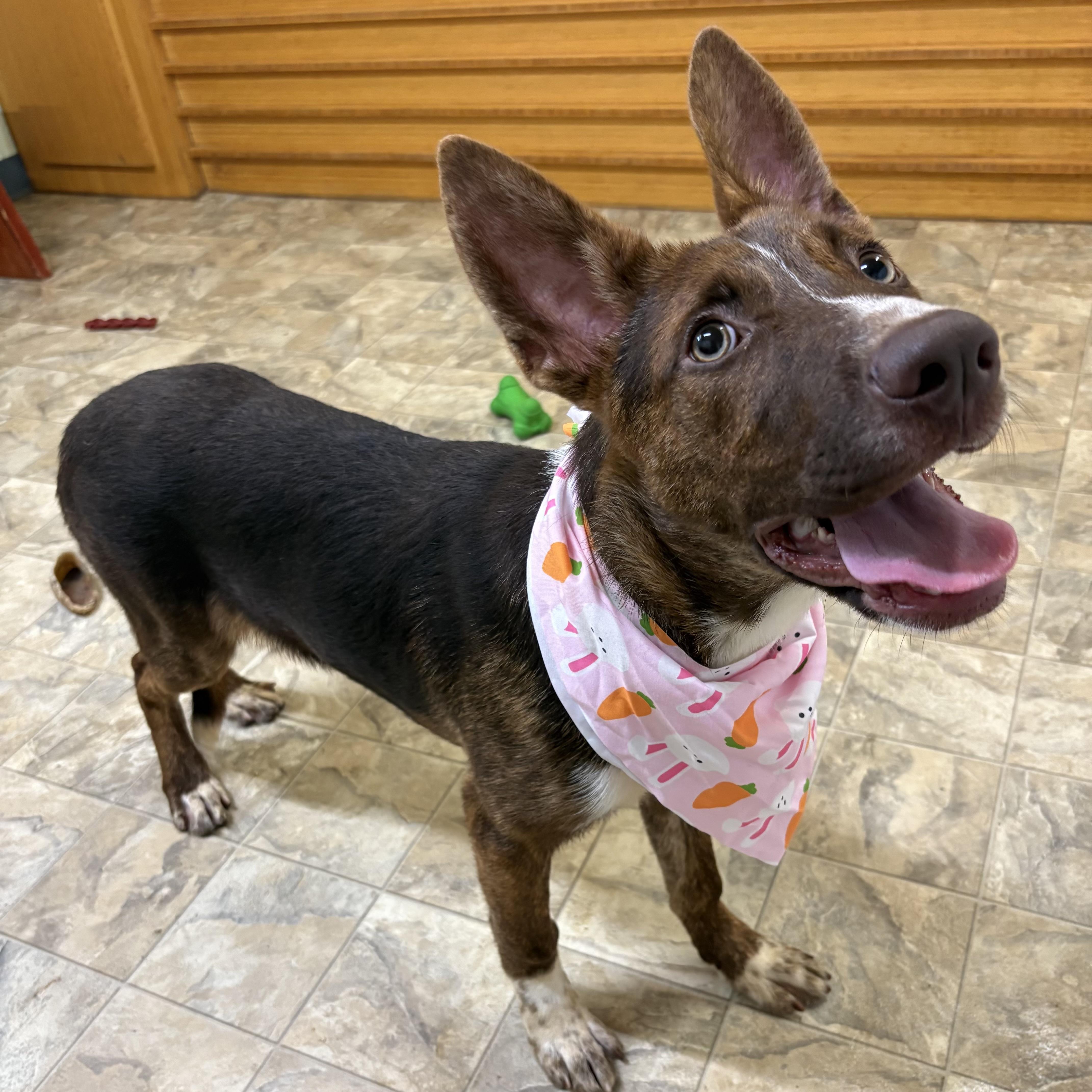 Gigi, ADOPTABLE, Adult Female Australian Cattle Dog / Blue Heeler.
