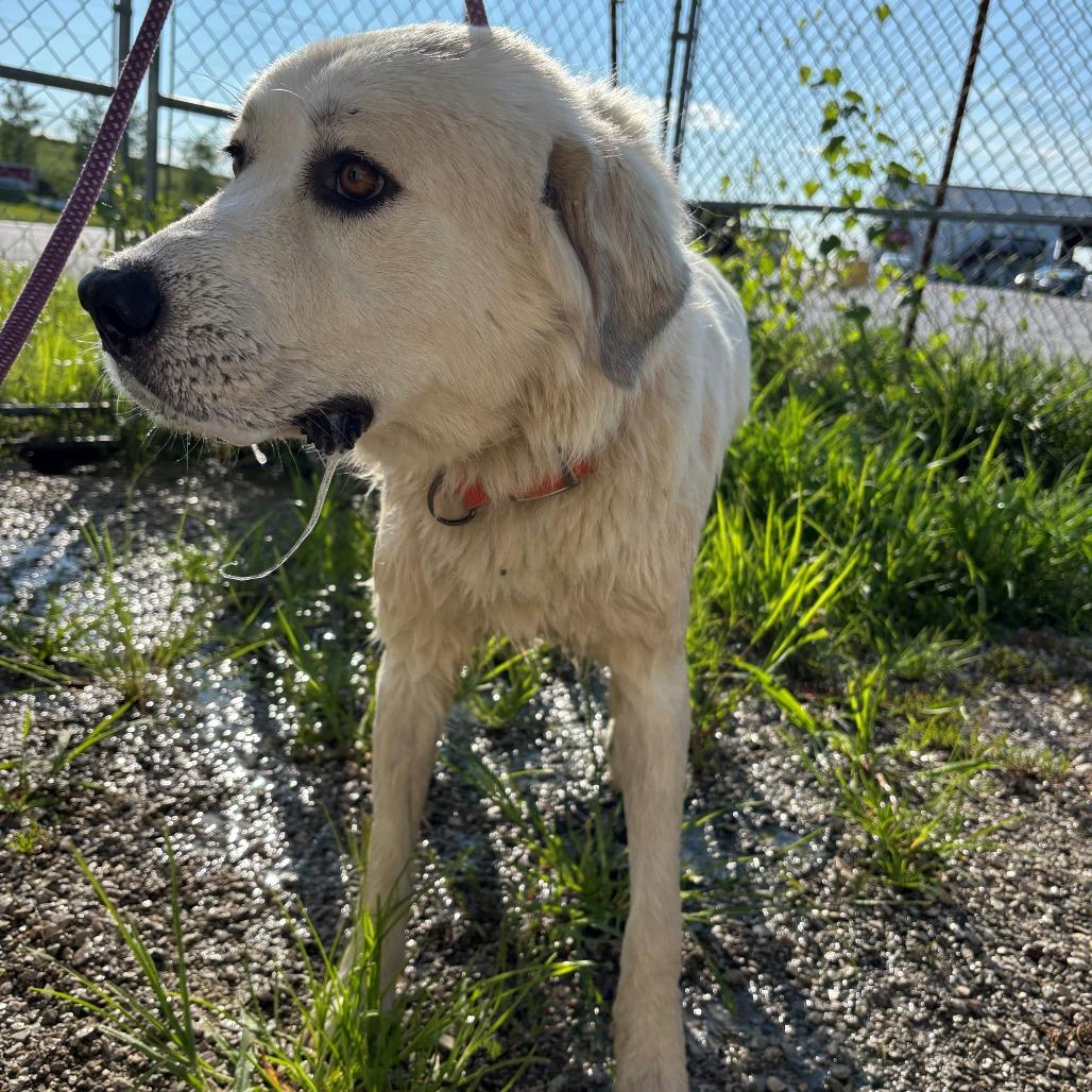 oliva, Adoptable, Young Female Great Pyrenees.
