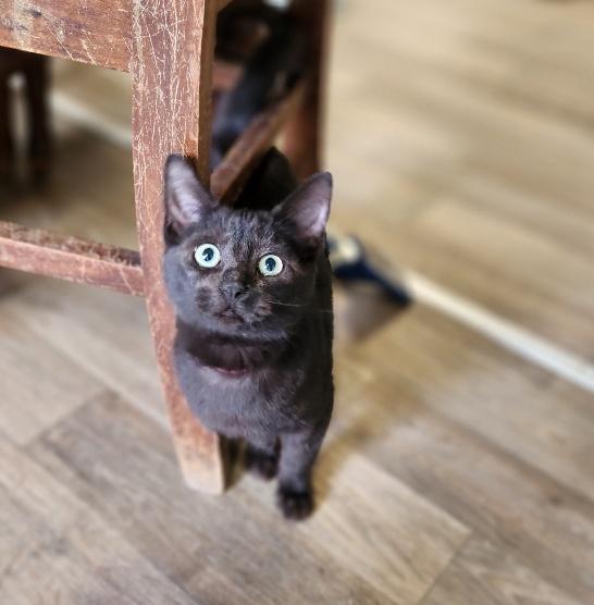 Cat 27392 (Betty Purr)