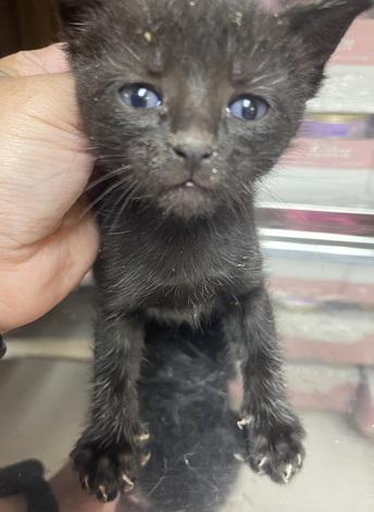 Cat 27392 (Betty Purr) — thumbnail 2