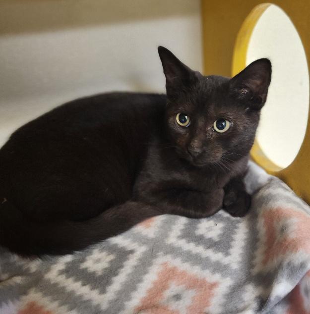 Cat 27392 (Betty Purr) — thumbnail 3