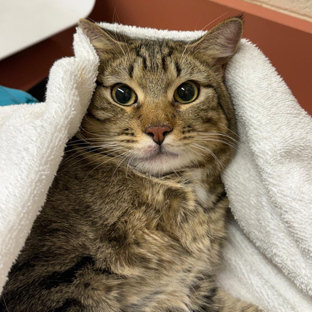 Thatch-$50, Adoptable, Young Male Domestic Short Hair.