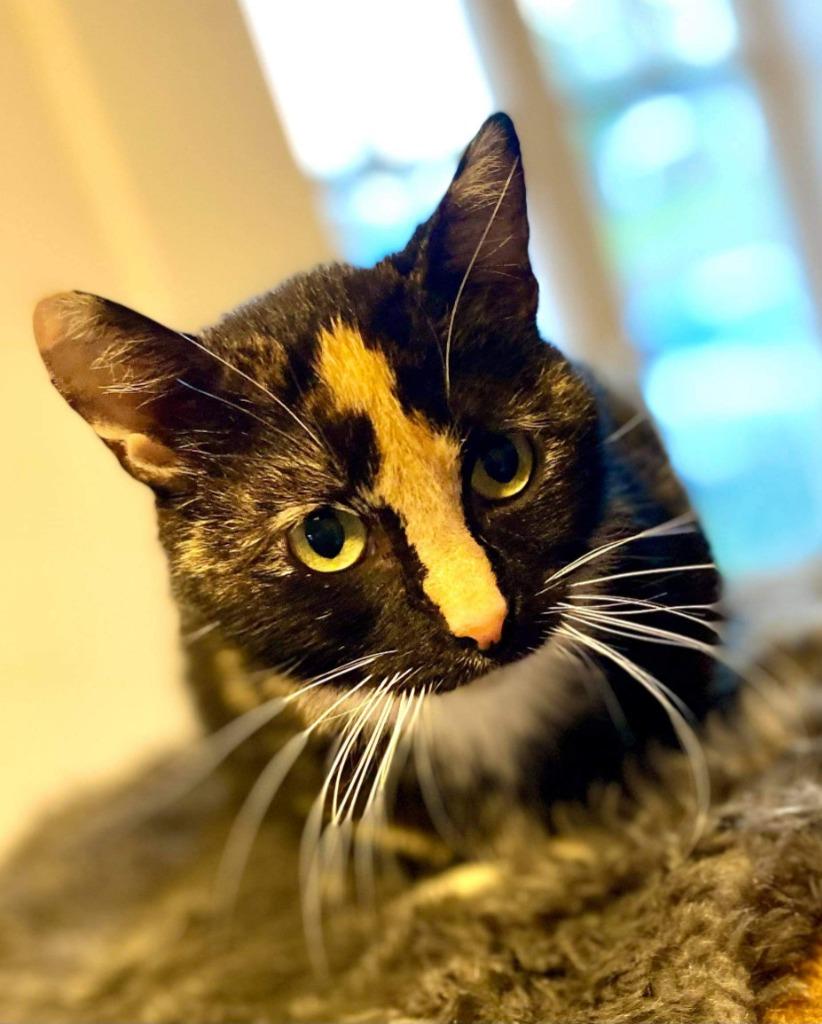 Cleocatra, Adopted, Adult Female Domestic Medium Hair.