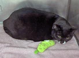 Tiana — thumbnail 3