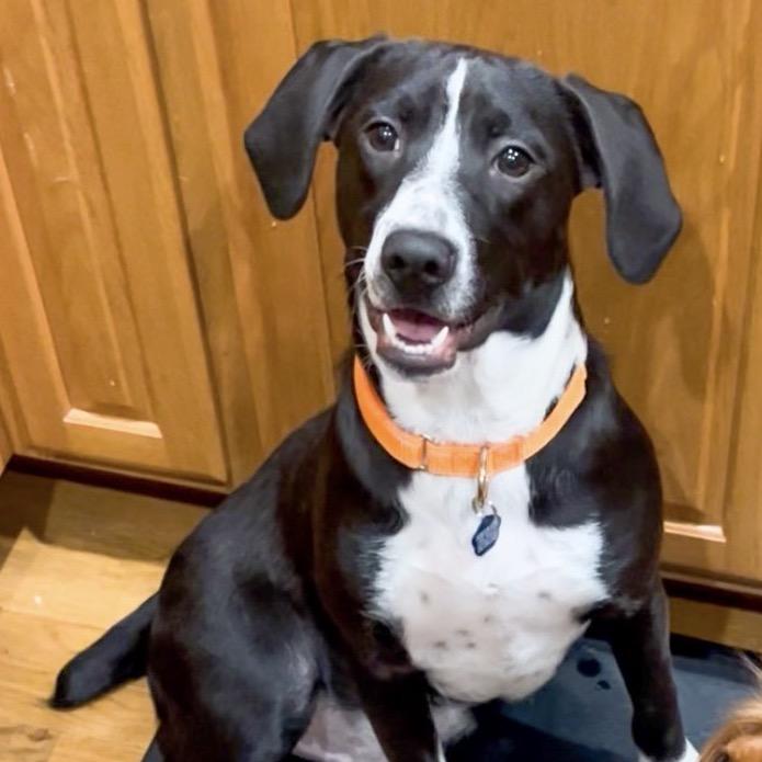 Pugsley, Adoptable, Young Male Labrador Retriever & Hound.