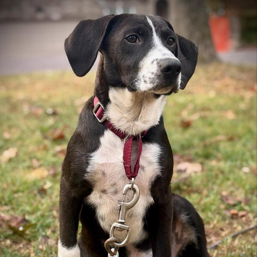 Pugsley, Adoptable, Young Male Black Mouth Cur & Labrador Retriever.