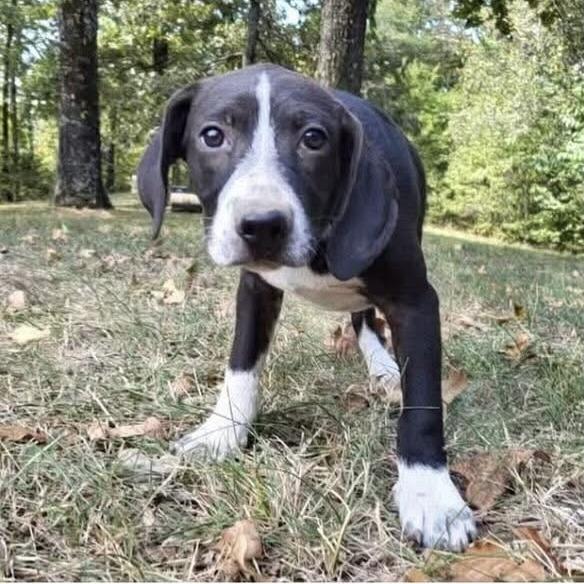 Enlarge Pugsley, a Adoptable mixed breed in Festus, MO image 2/2