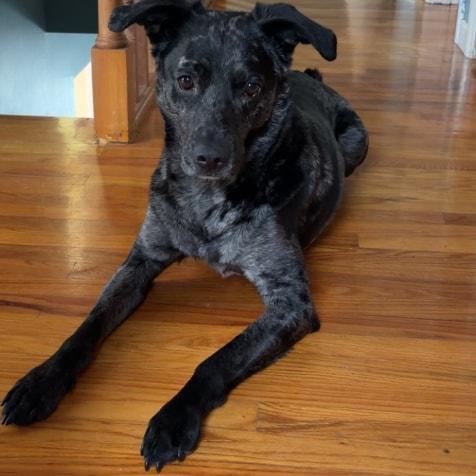 Enlarge Rudy, an adopted mixed breed in Attica, IN image 1/3