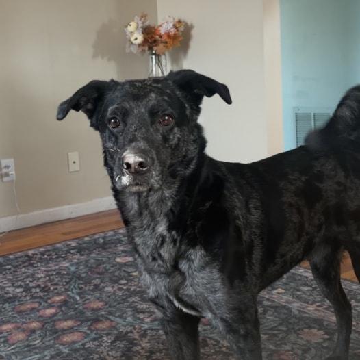 Enlarge Rudy, an adopted mixed breed in Attica, IN image 2/3