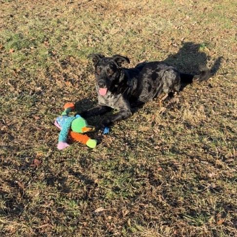 Enlarge Rudy, an adopted mixed breed in Attica, IN image 3/3