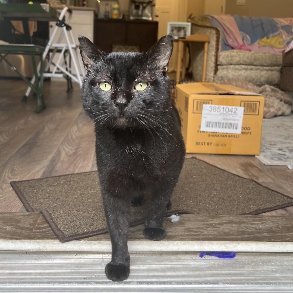 Graham, Adoptable, Adult Male Domestic Short Hair.