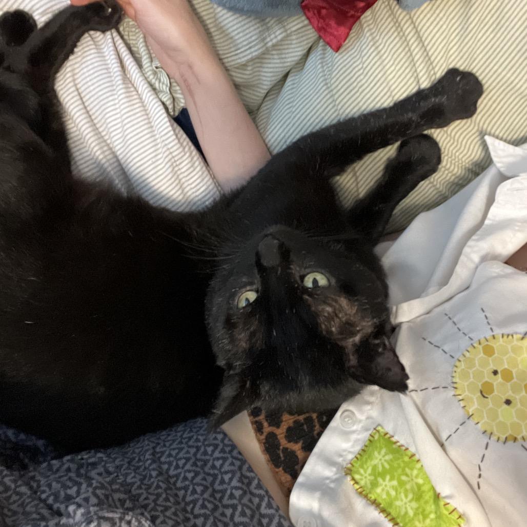 Graham, a Adoptable Domestic Short Hair in Abbotsford, BC image 2/6
