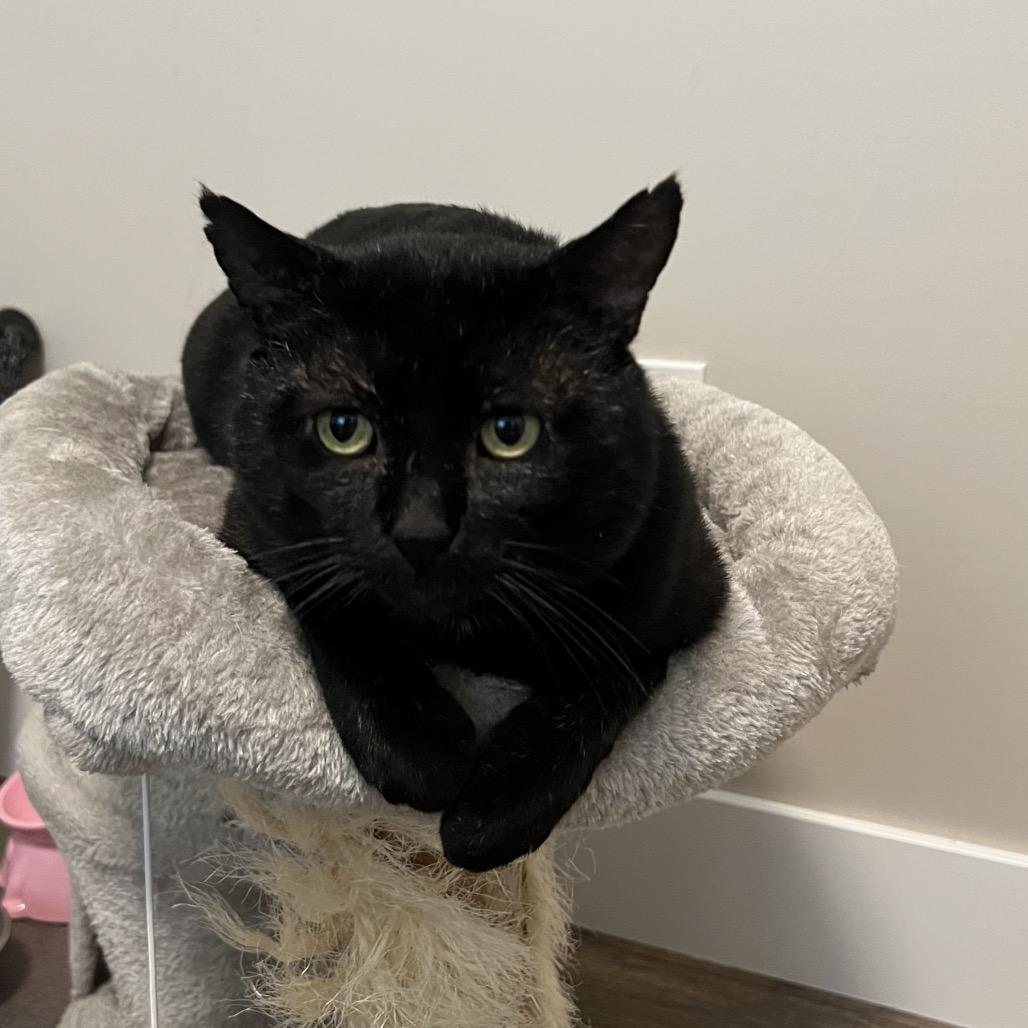 Graham, a Adoptable Domestic Short Hair in Abbotsford, BC image 4/6