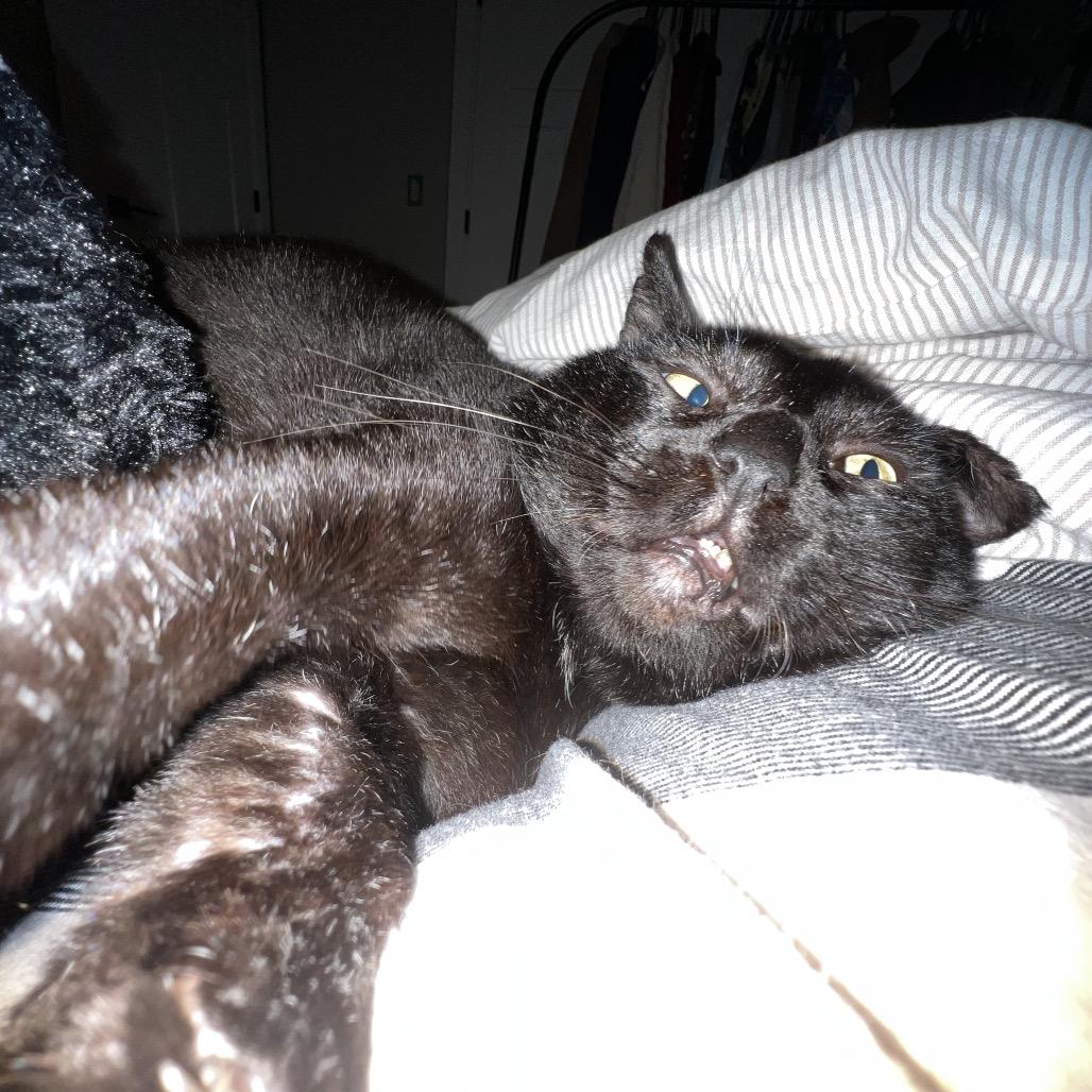 Graham, a Adoptable Domestic Short Hair in Abbotsford, BC image 5/6