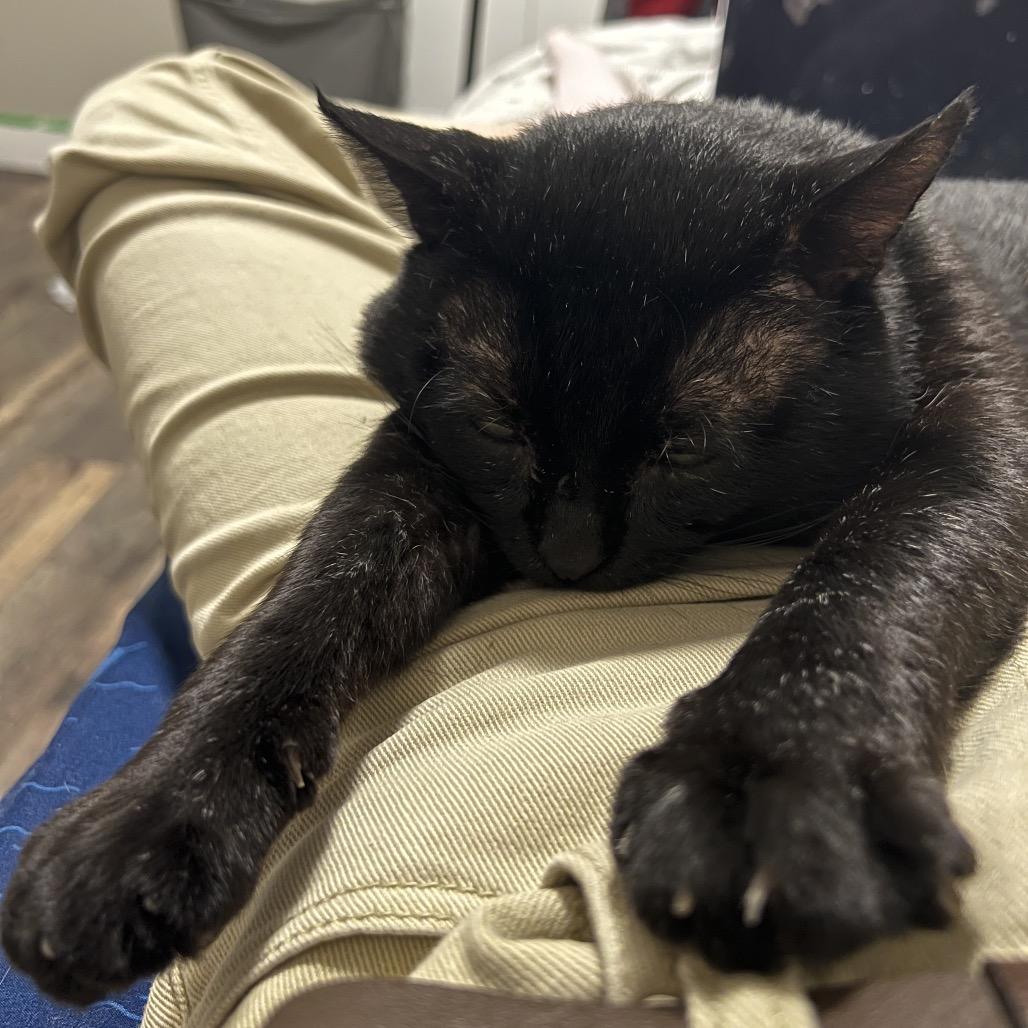 Graham, a Adoptable Domestic Short Hair in Abbotsford, BC image 6/6