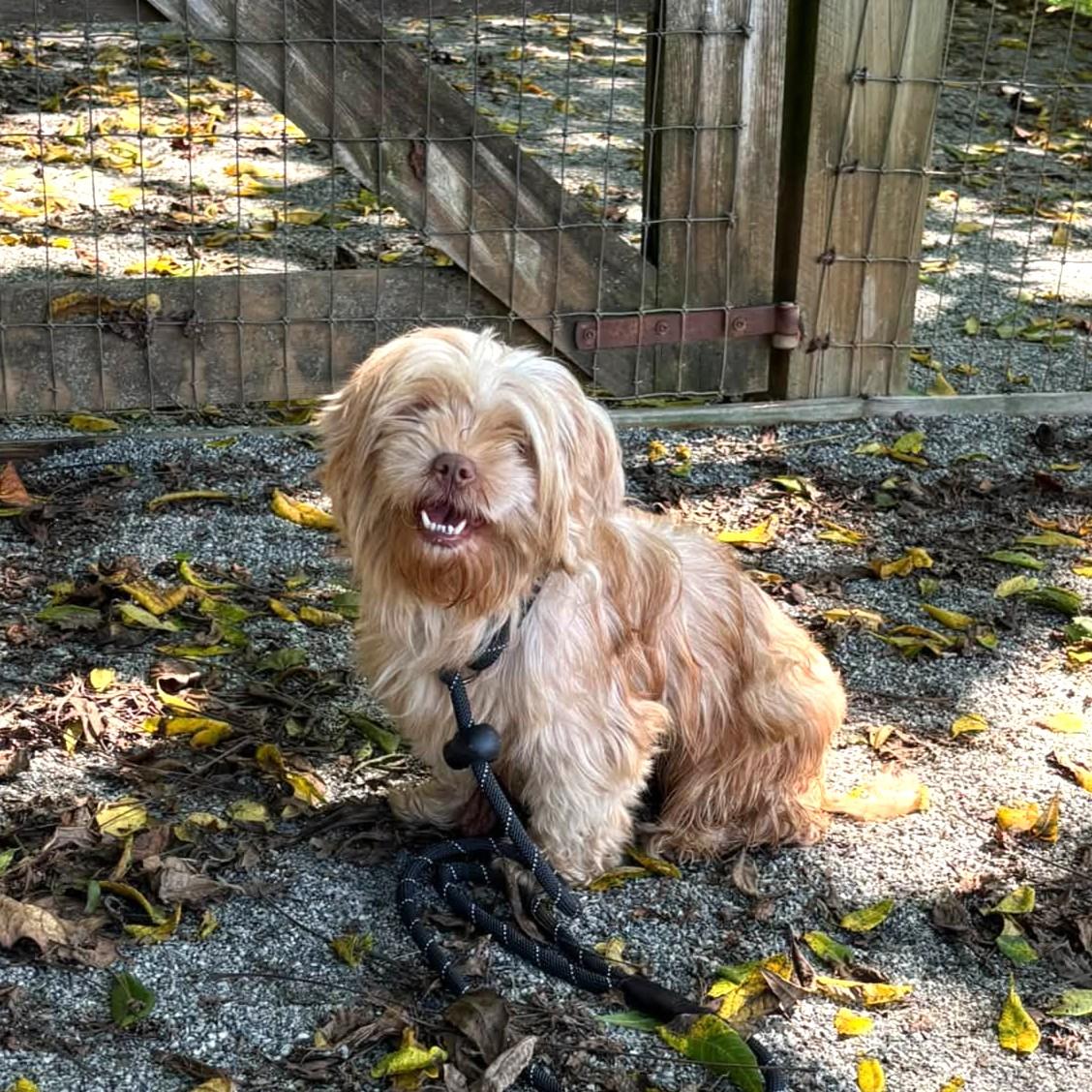 Enlarge Acorn, a Adopted mixed breed in Phoenixville, PA image 3/6