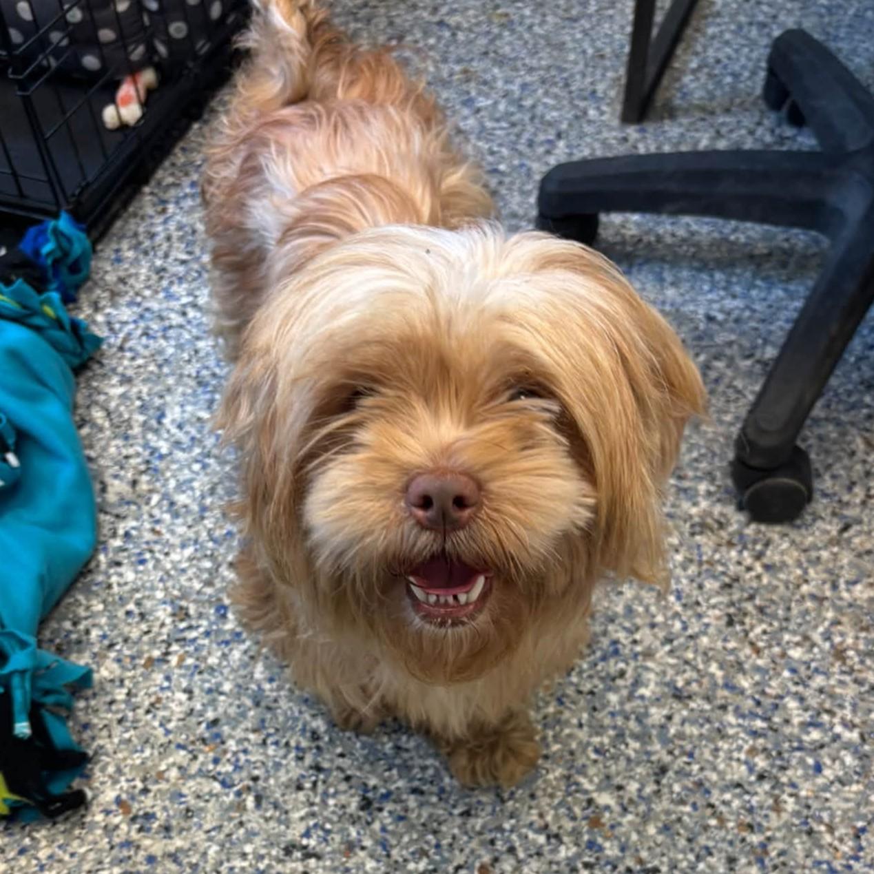 Enlarge Acorn, a Adopted mixed breed in Phoenixville, PA image 2/6