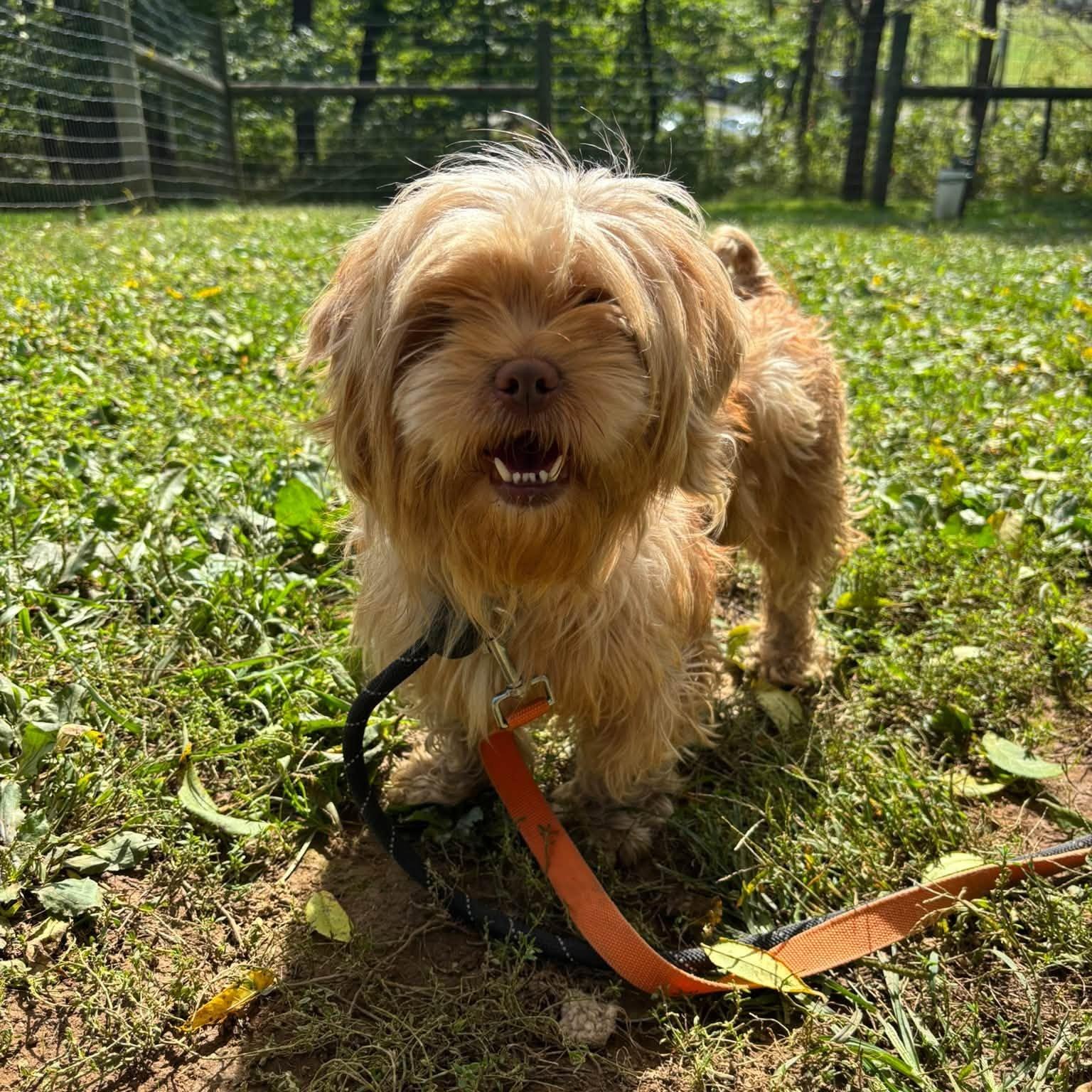 Enlarge Acorn, a Adopted mixed breed in Phoenixville, PA image 4/6