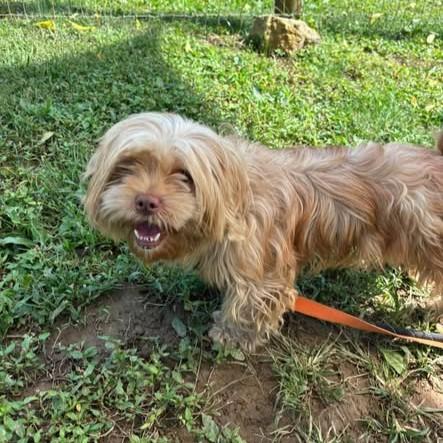 Acorn, Adopted, Adult Female Shih Tzu.