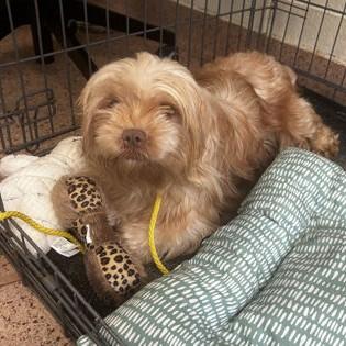 Enlarge Acorn, a Adopted mixed breed in Phoenixville, PA image 6/6