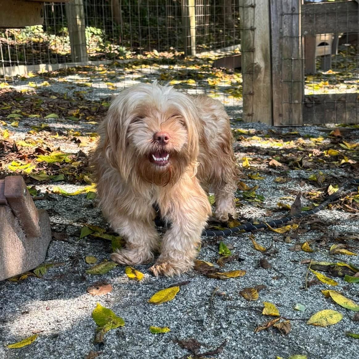 Enlarge Acorn, a Adopted mixed breed in Phoenixville, PA image 5/6