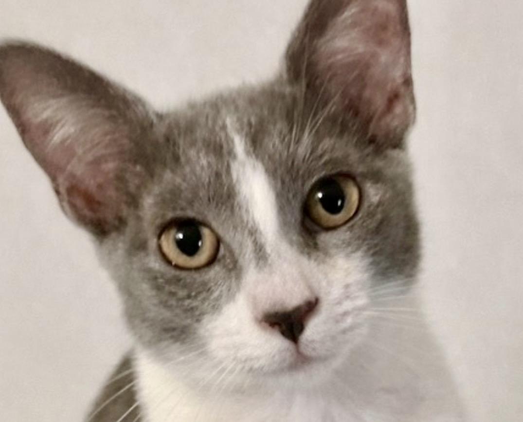 Enlarge Muffin McSnuggles, an adopted mixed breed in Homestead, FL image 4/4