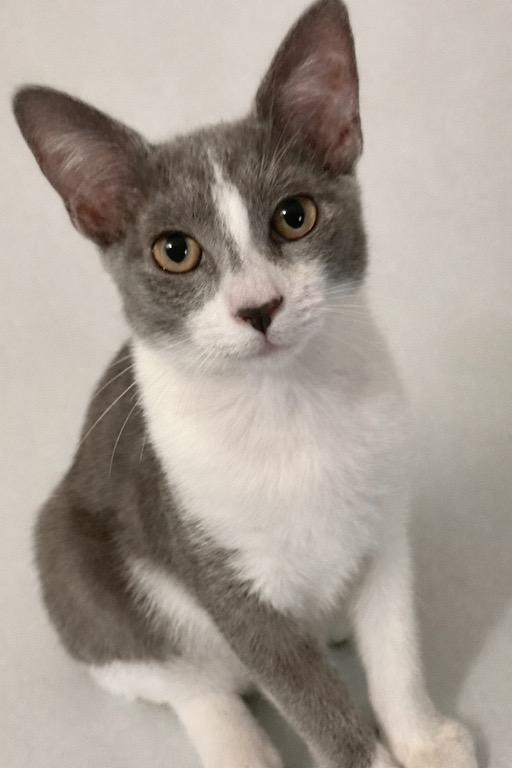 Muffin McSnuggles, adopted, Kitten Male Domestic Short Hair & Russian Blue.
