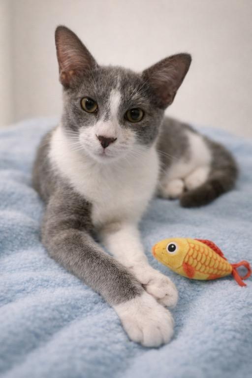 Enlarge Muffin McSnuggles, an adopted mixed breed in Homestead, FL image 2/4