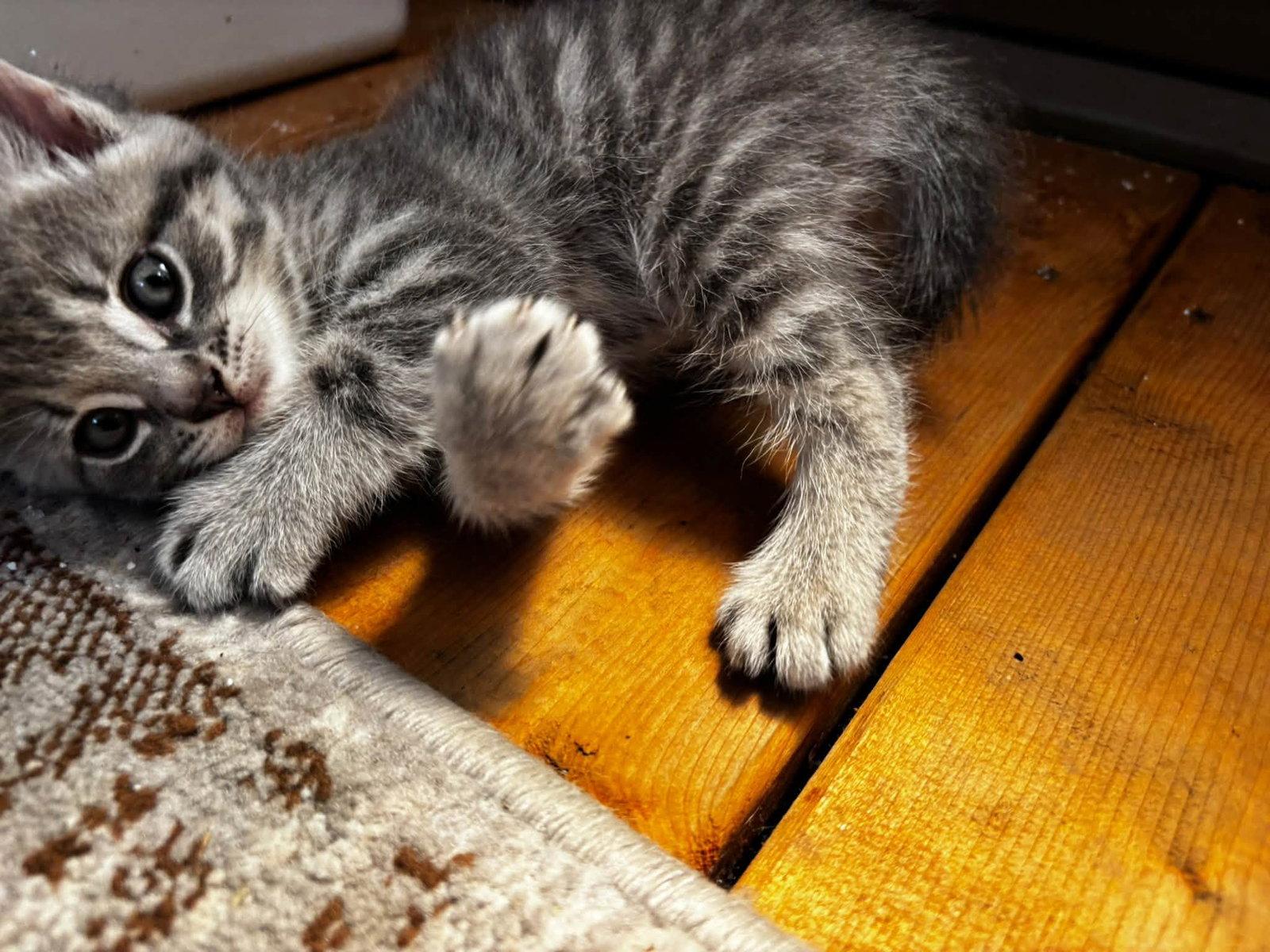 Enlarge Grichou, a Adoptable Tabby in Orleans, ON image 2/3