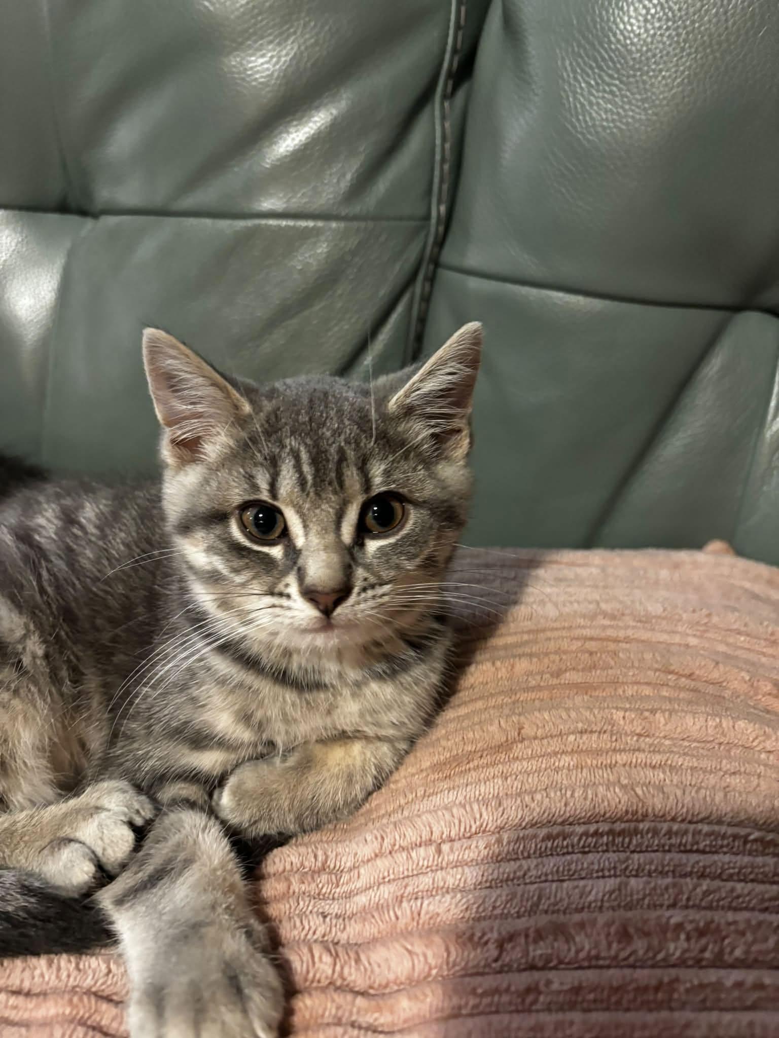 Enlarge Grichou, a Adoptable Tabby in Orleans, ON image 3/3