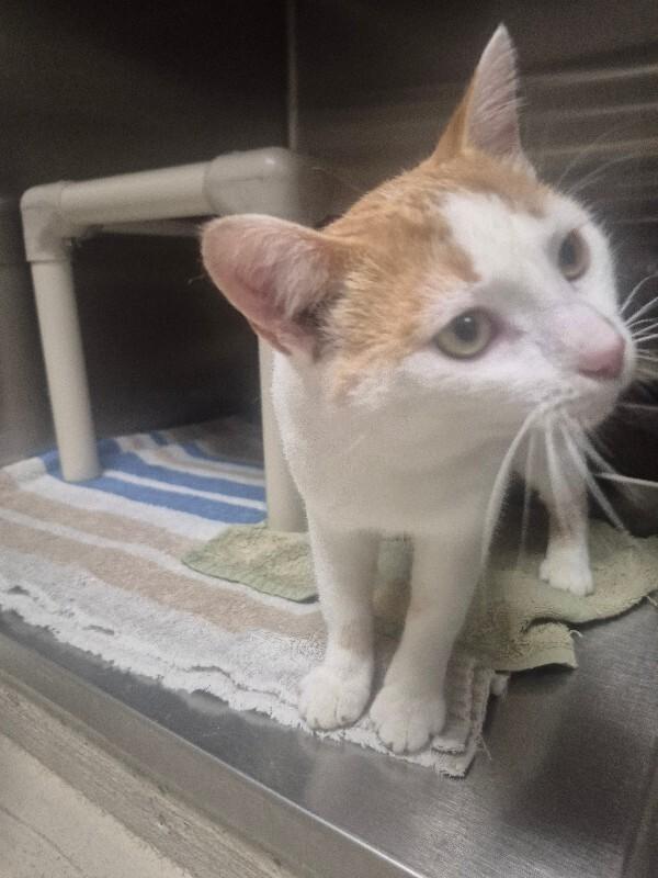 Fish, Adoptable, Adult Male Domestic Short Hair.