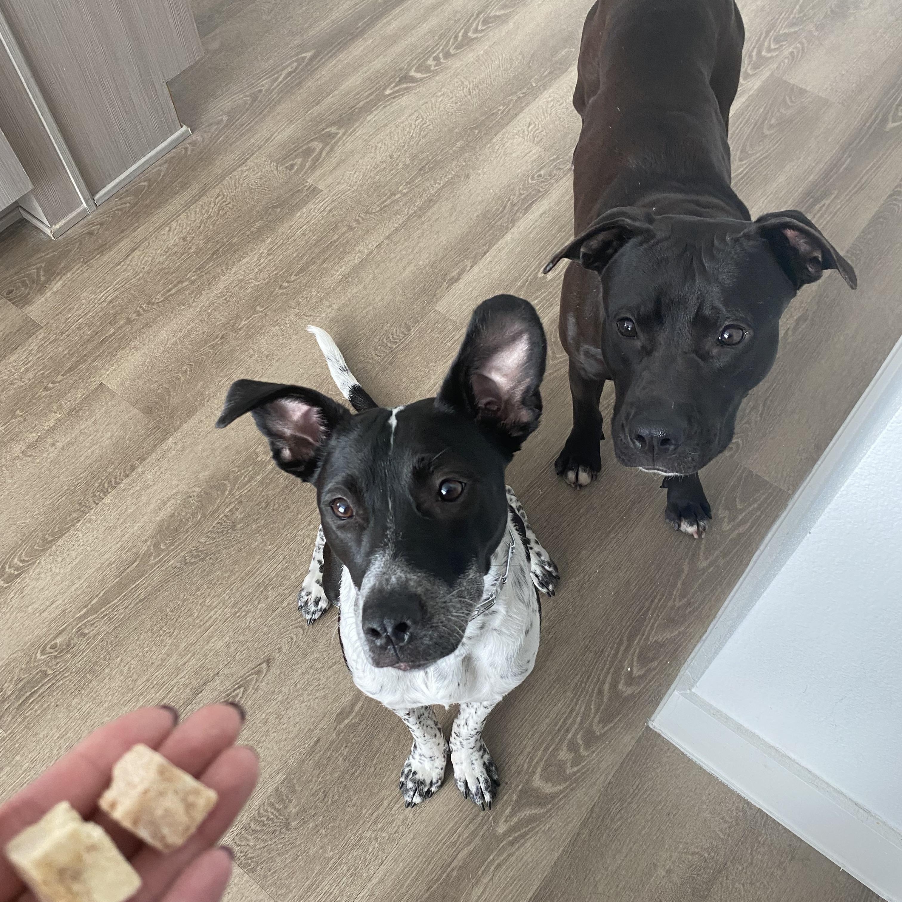 Zara, a Adoptable mixed breed in Bozeman, MT image 5/6