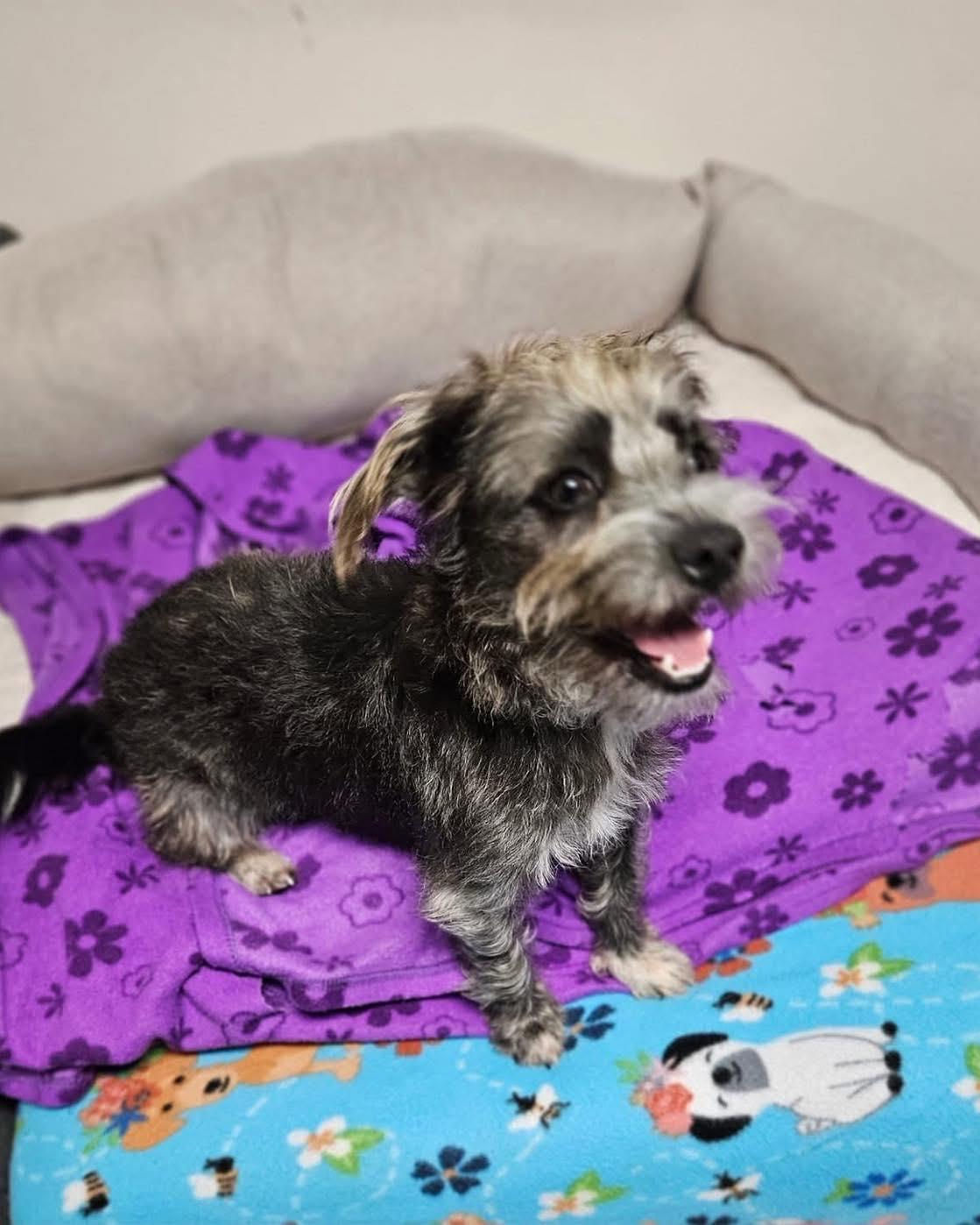 Skippy, Adoptable, Young Male Terrier.